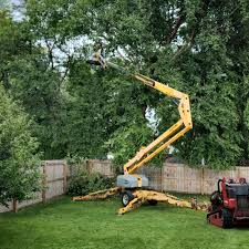 Best Commercial Tree Removal  in Fairmont, WV