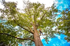 How Our Tree Care Process Works  in  Fairmont, WV