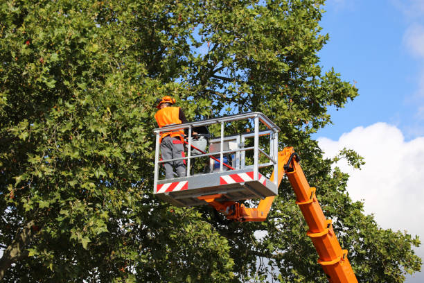 Best Lawn Dethatching Services  in Fairmont, WV