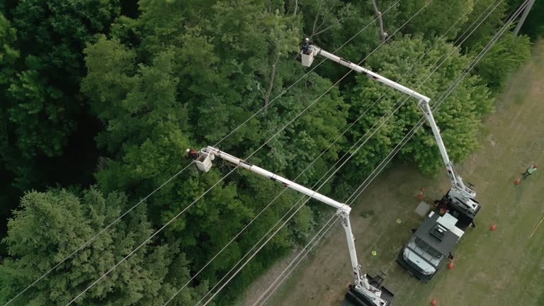 Reliable Fairmont, WV  Tree Services Solutions